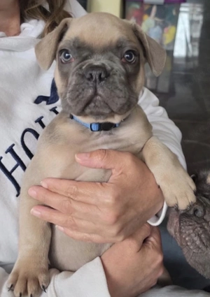 Französische Bulldoggen Welpen  Bild 4