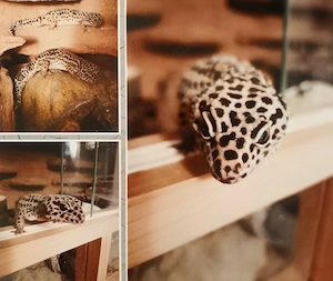 Zwei Leopardgeckos mit Terrarium und Zubehör  Bild 3