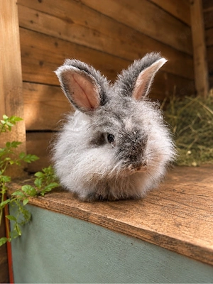 englisch Angora Kaninchen 