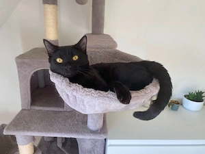 BKH Katze zu verkaufen
