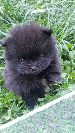 Pomeranian Bärchen 