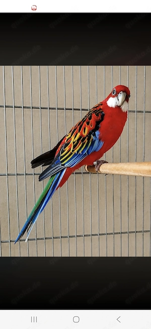 Suche Rosellas Sittiche