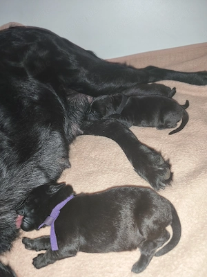 Rottweiler Labrador 