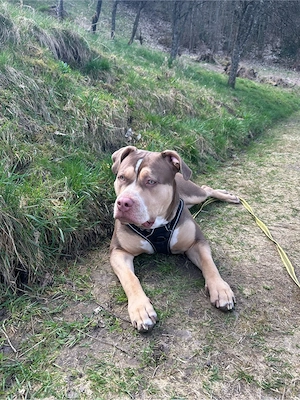 Liebevolle American Bully XL Hündin (13 Monate) sucht ihr Traumzuhause
