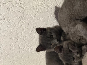 2 süße Russisch Blau BKH Mix Kitten   14 Wochen   suchen liebevolles Zuhause