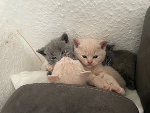 Vier süsse bkh kitten Bild 3