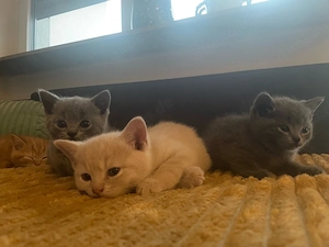 Vier süsse bkh kitten Bild 2