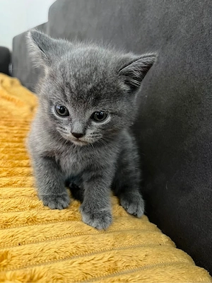 Vier süsse bkh kitten Bild 4
