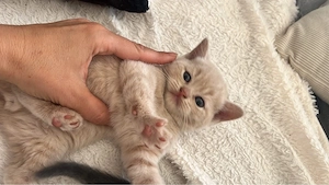 Vier süsse bkh kitten Bild 1