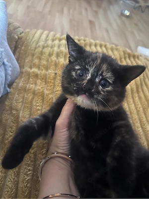Vier süsse bkh kitten Bild 5