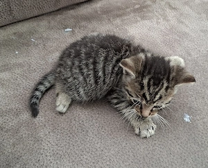 Katzenbabys 