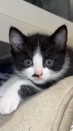 Süßer Baby katze sucht bald ein liebevolles Zuhause   