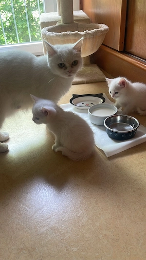 Haustier katze 