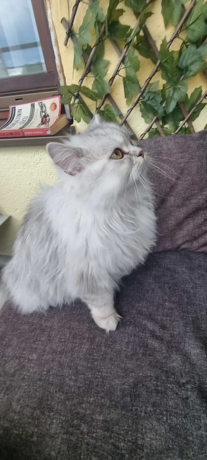 9 Monate alte weibliche Perserkatze 