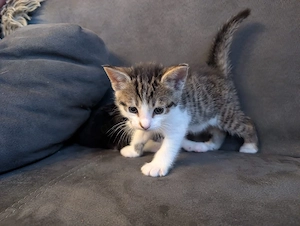 bengal mix katerchen 