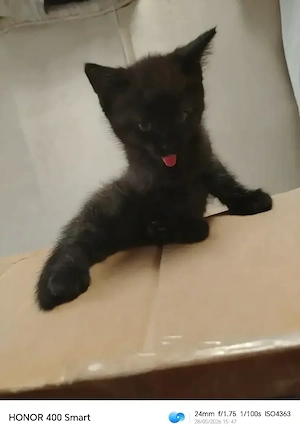 Süße Babykatze (Mädchen) sucht bald ein liebevolles Zuhause   