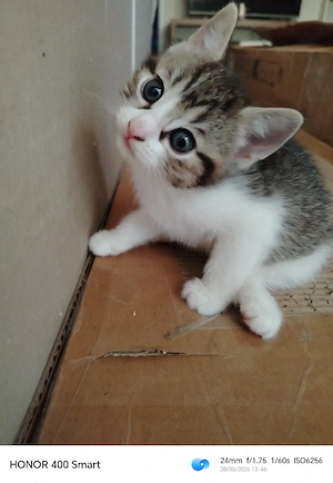 Süßes Katzenmädchen sucht liebevolles Zuhause   