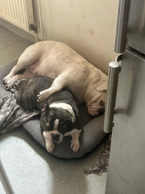 Französische Bulldoggen dame abzugeben 