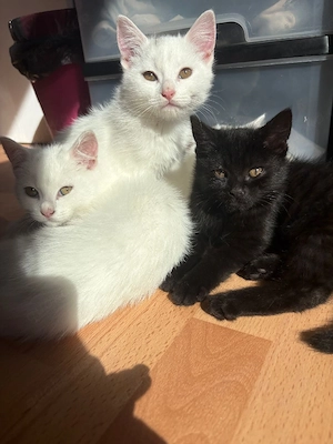 3 süße Kitten suchen ein liebevolles Zuhause   