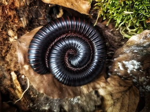 A. Gigas - Afrikanischer Riesentausendenfüssler