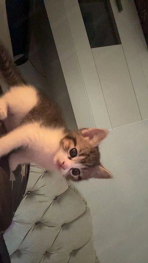 Süßer Babykater sucht bald ein liebevolles Zuhause   