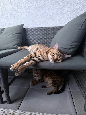 Bengalkatzen