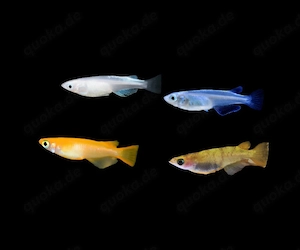 Auswahl Medaka japanischer Reisfisch Oryzias latipes 
