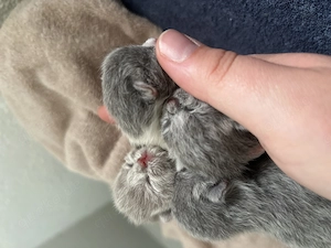 BKH-Kitten sofort abgabebereit