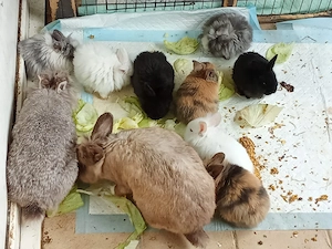 hasenbabys löwenköpfchen mini loop 