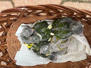 ich will meine vögel Abgeben 