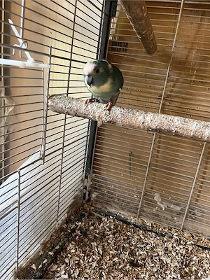 Vögel zu abgeben