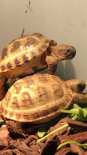 Russische Landschildkröten 