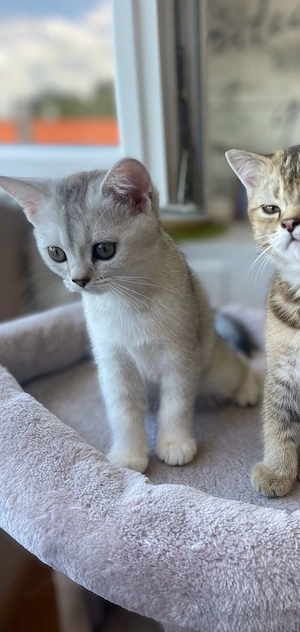weibliche BKH Kitten abholbereit