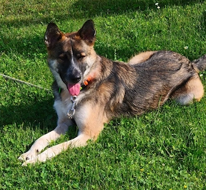 Rufus ist ein Traumhund schlecht hin ! 