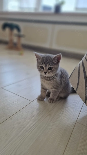 BKH Britisch Kurzhaar Kätzchen tabby sofort Abgabe bereit.  Nur zwei geblieben!