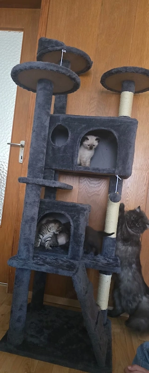 Kitten - Katzen