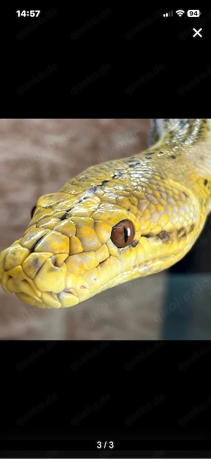2 Super Dwarf Netzpythons zu Abgabe