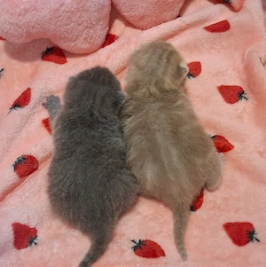 BKH Kitten (Abgabe ab ende Juli )