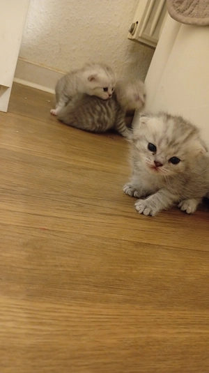 BKH katzenbabys Bild 3