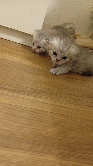 BKH katzenbabys Bild 5