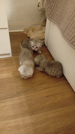 BKH katzenbabys Bild 2