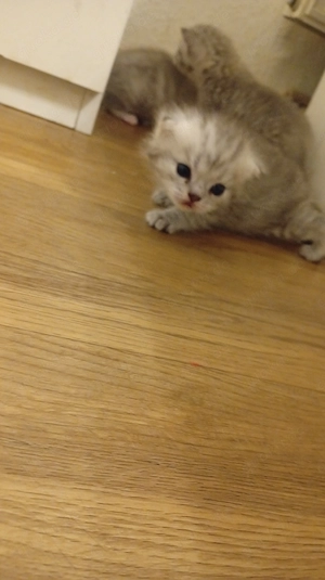 BKH katzenbabys Bild 4