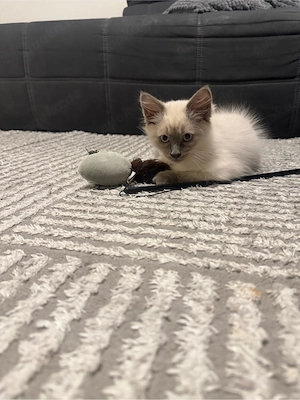 Heilige Birma Kitten Alpha (männlich) sucht liebevolles Zuhause 