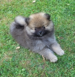 Zwergspitzwelpen  Pomeranianwelpen von der Soerheide  Bild 6