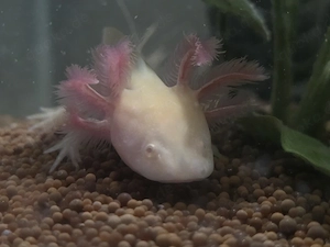 Axolotl Jungtiere 