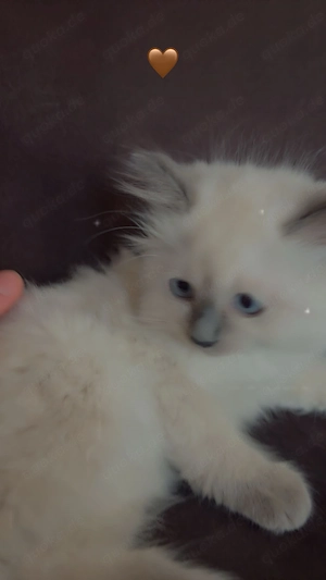 Ragdoll Baby kitten 