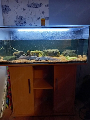 2 Axolotl  zu verkaufen