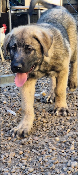 Wundervolle Kangal Welpen suchen ein liebevolles Zuhause   