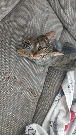 Weibliche getigert Katze