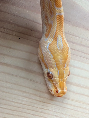 1.0 Zwerg-Tigerpython 75% progschai albino het hypo NZ 25